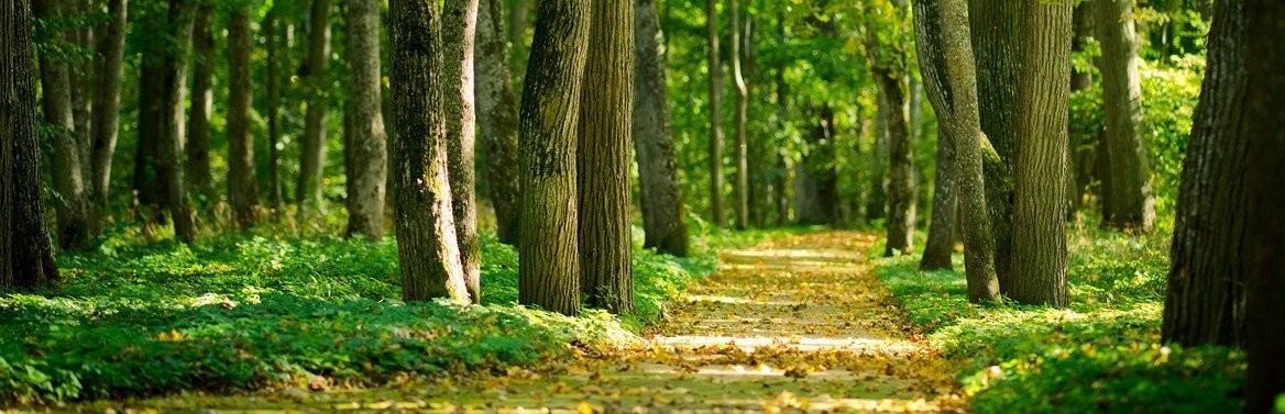 Wälder von Gaasterland